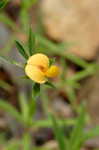 Pencil flower